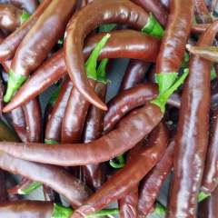 Cayenne Chocolate siemen 5kpl 