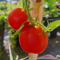 De Berao Tomato, Solanum lycopersicum ORGANIC n. 10kpl