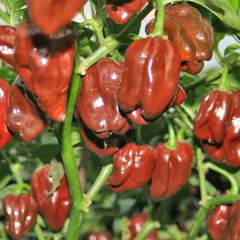 Habanero Chocolate siemen 5kpl 