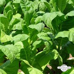 Tupakka Havanna Tabak (Nicotiana tabacum) siemenet n.500kpl