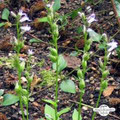 Tupakka Indianertabak/Lobelie (Lobelia inflata) ORGANIC siemenet n.300kpl