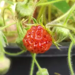 Mansikka, Virginia Strawberry seeds 25kpl