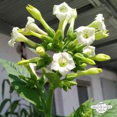 Tupakka Oriental 'Samsoun' (Nicotiana tabacum) siemenet n.20kpl