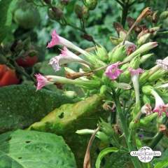 Tupakka Woodland (Nicotiana sylvestris) ORGANIC siemenet n.20kpl