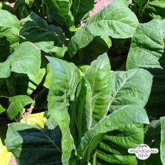 Tupakka Perique (Nicotiana tabacum) siemenet n.20kpl