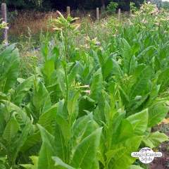 Tupakka 'Badischer Geudertheimer' (Nicotiana tabacum) ORGANIC siemenet n.600kpl