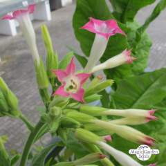 Tupakka Virginia 'Virginia Gold' (Nicotiana tabacum) siemenet n.20kpl