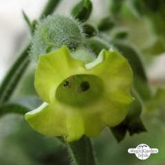 Tupakka Wild Aztec Tobacco (Nicotiana rustica) siemenet n.300kpl 