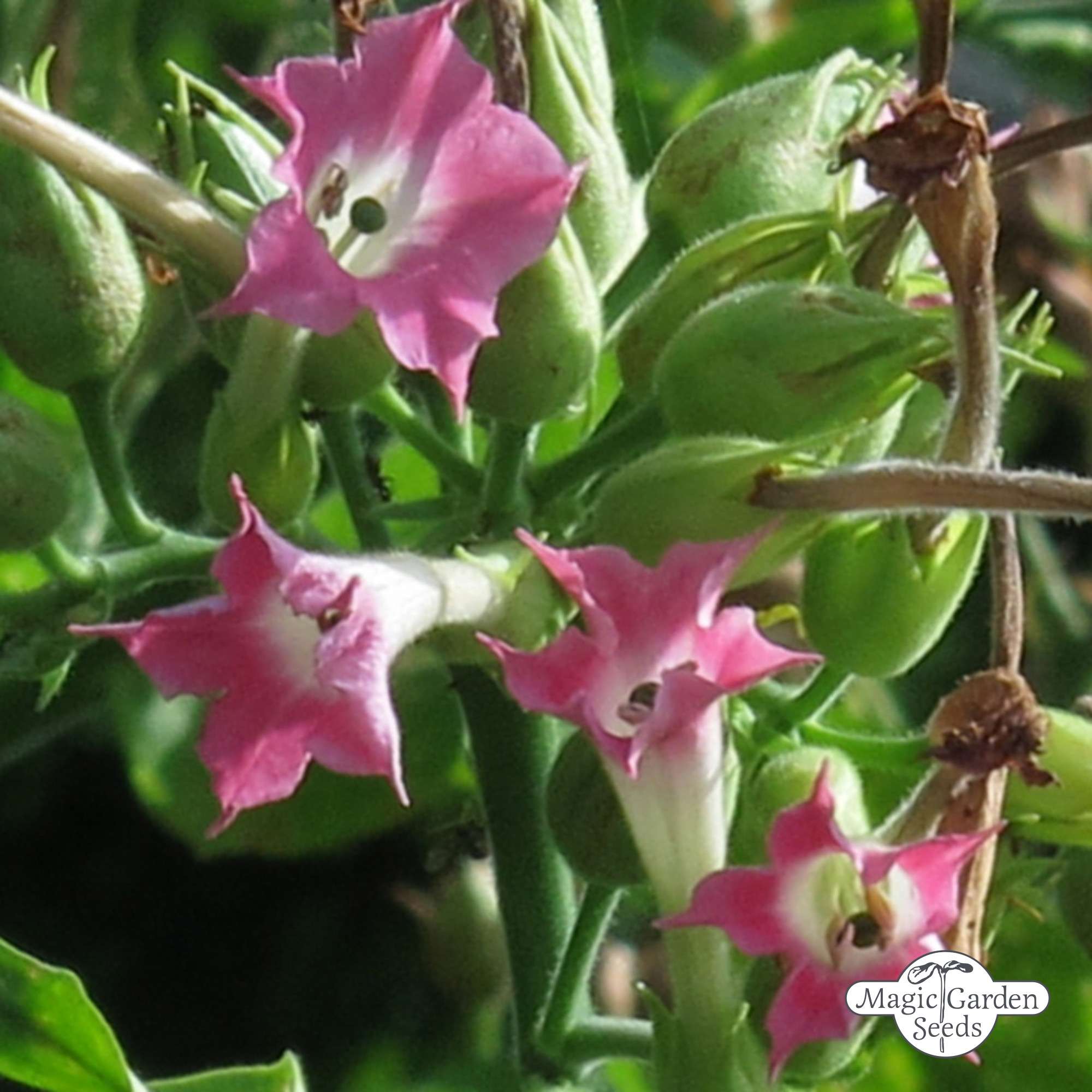 Tupakka Burley 'Bursanica' (Nicotiana tabacum) siemenet n.300kpl