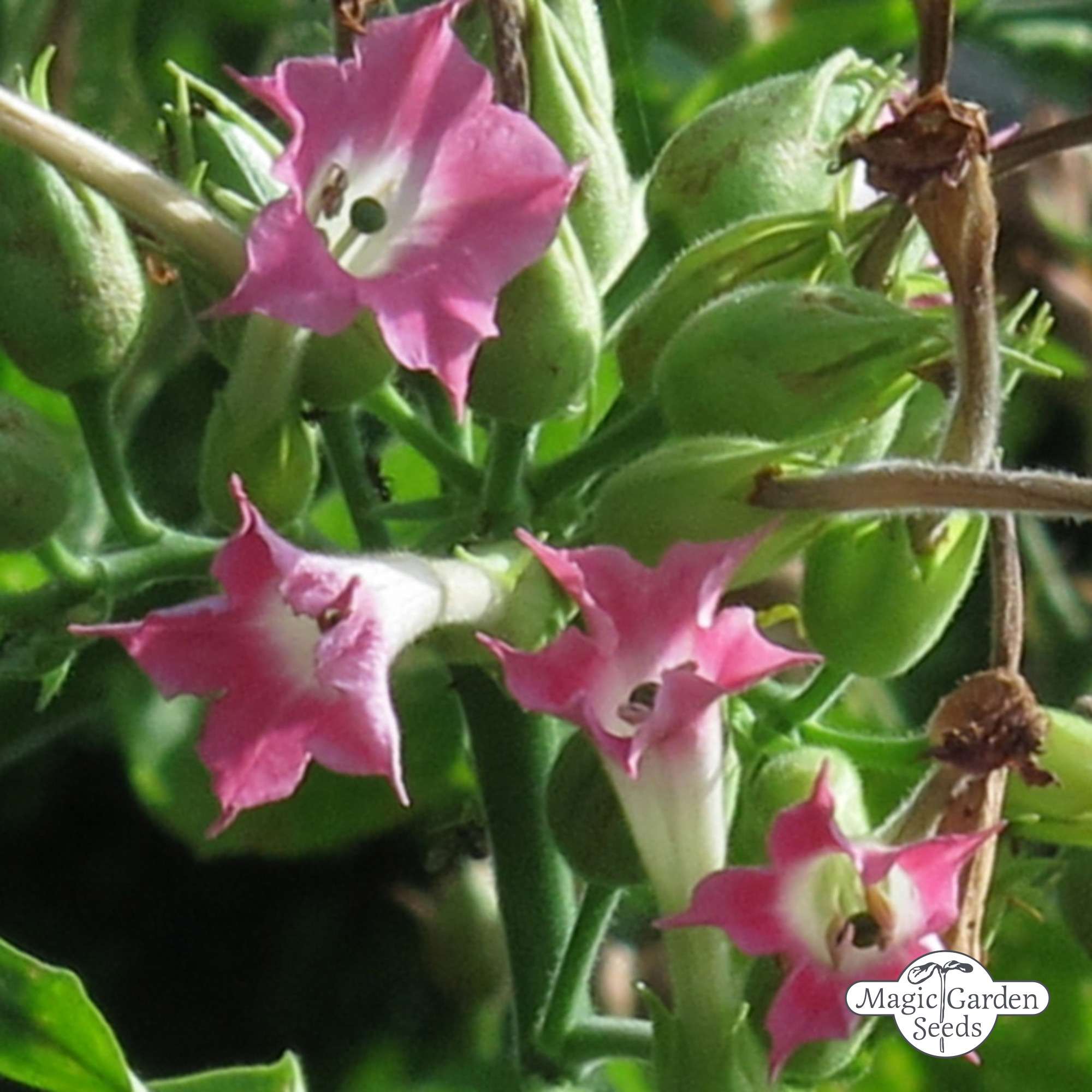 Tupakka Burley 'Bursanica' (Nicotiana tabacum) siemenet n.20kpl