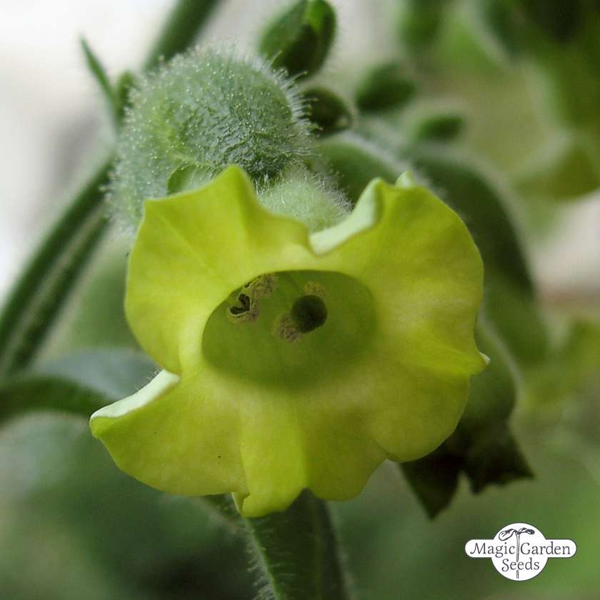 Tupakka Wild Aztec Tobacco (Nicotiana rustica) siemenet n.300kpl 